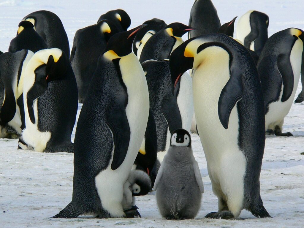 Do-Penguins-Have-Feathers